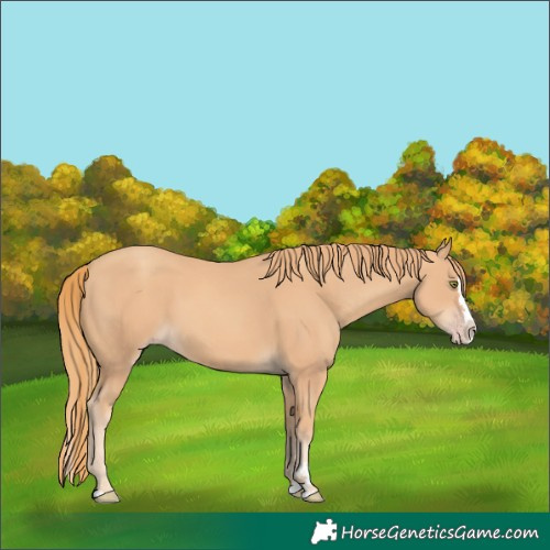 Horse Color:Gold Champagne Splash 