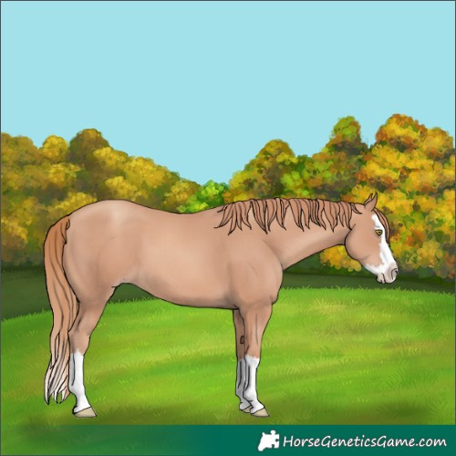 Horse Color:Gold Champagne Splash 