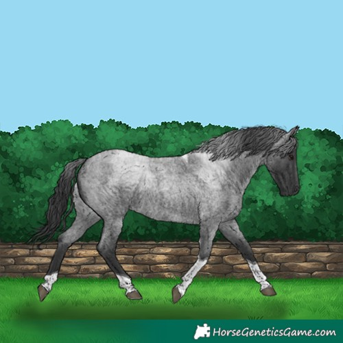 Horse Color:Blue Roan Tobiano 