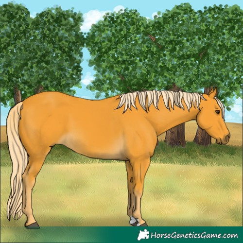 Horse Color:Palomino 