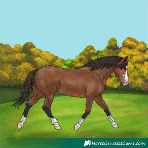 Horse Color:Bay 