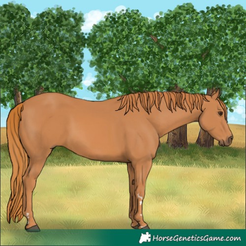 Horse Color:Chestnut 