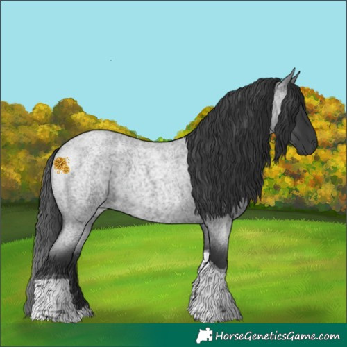 Horse Color:Blue Roan Tobiano