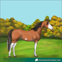 Horse Color:Bay Splash Frame 