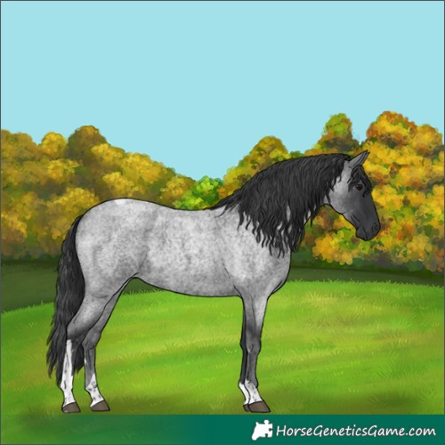 Horse Color:Blue Roan Tobiano 