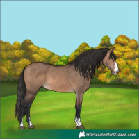Horse Color:Brown Dun 