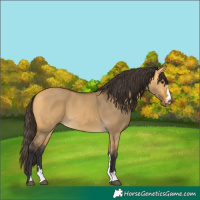 Horse Color:Buckskin Dun 