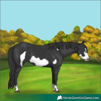 Horse Color:Black Frame 