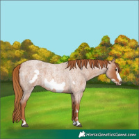 Horse Color:Red Roan Frame 