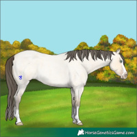 Horse Color:Amber Cream Champagne Roan Dun Splash 
