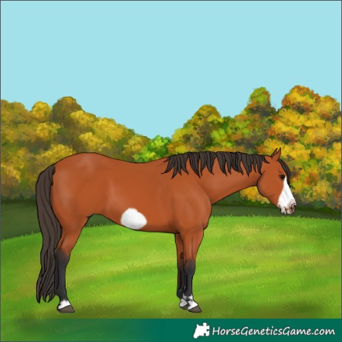 Horse Color:Bay Frame 