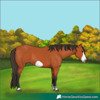 Horse Color:Bay Frame 