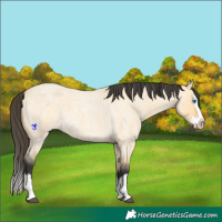 Horse Color:Buckskin Roan Dun Splash 