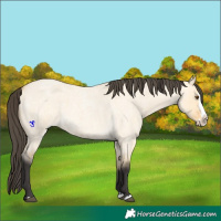 Horse Color:Buckskin Roan Dun Splash 