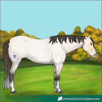Horse Color:Buckskin Roan Dun Splash 