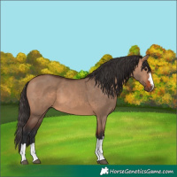 Horse Color:Bay Dun