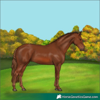 Horse Color:Chestnut 