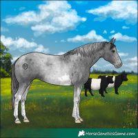 Horse Color:Blue Roan Tobiano
