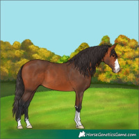 Horse Color:Bay 