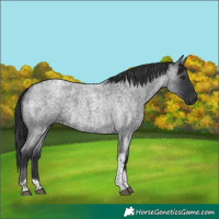 Horse Color:Blue Roan Tobiano 