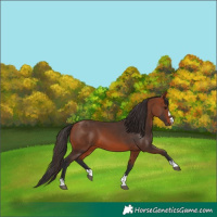 Horse Color:Bay 