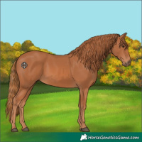 Horse Color:Chestnut 