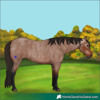 Horse Color:Gray Bay Roan 