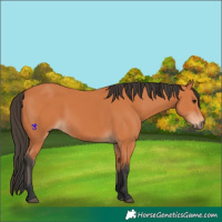 Horse Color:Bay 