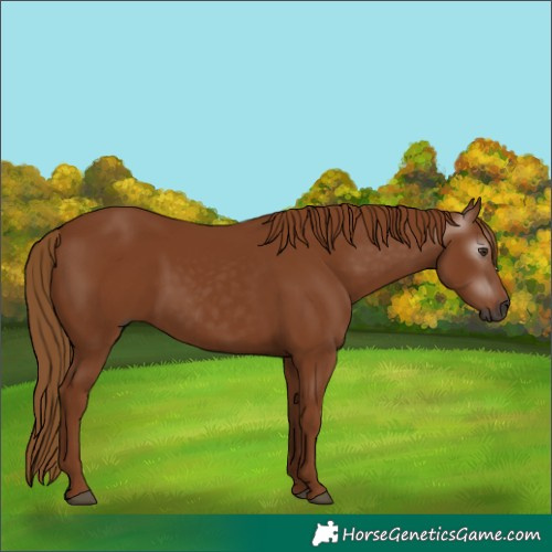 Horse Color:Gray Chestnut Frame 