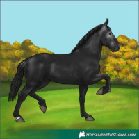 Horse Color:Gray Black 