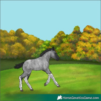 Horse Color:Blue Roan Tobiano 