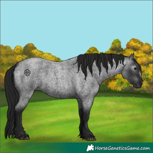 Horse Color:Gray Blue Roan 