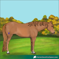 Horse Color:Chestnut 