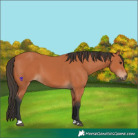 Horse Color:Bay 