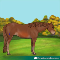 Horse Color:Chestnut 