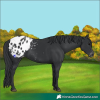 Horse Color:Black Appaloosa 