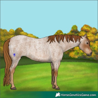 Horse Color:Gray Red Roan 