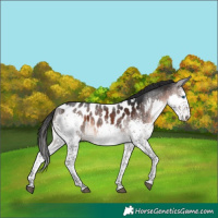 Horse Color:White Spotted Brown Splash Appaloosa 