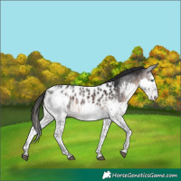 Horse Color:White Spotted Brown Splash Appaloosa