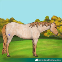 Horse Color:Red Roan 