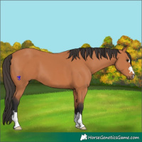 Horse Color:Bay 