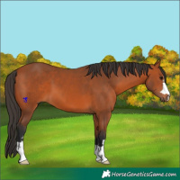 Horse Color:Bay 