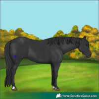 Horse Color:Black 