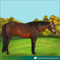 Horse Color:Gray Bay 