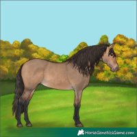 Horse Color:Bay Dun