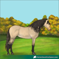 Horse Color:Buckskin Dun 