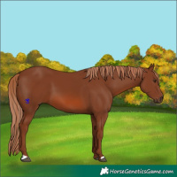 Horse Color:Chestnut 