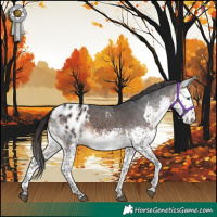 Horse Color:White Spotted Brown Splash Blanket 
