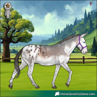 Horse Color:White Spotted Brown Splash Appaloosa 