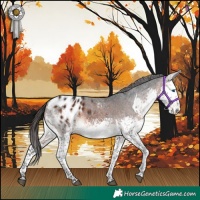 Horse Color:White Spotted Brown Splash Appaloosa 
